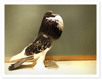 Gołębie na wystawie